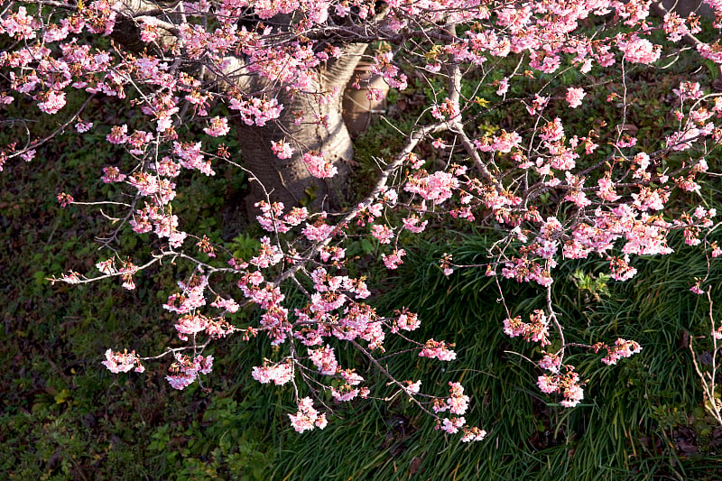 日本的樱花