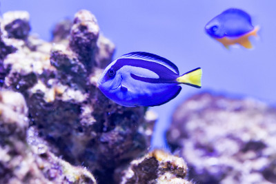 蓝surgeonfish(副肝)
