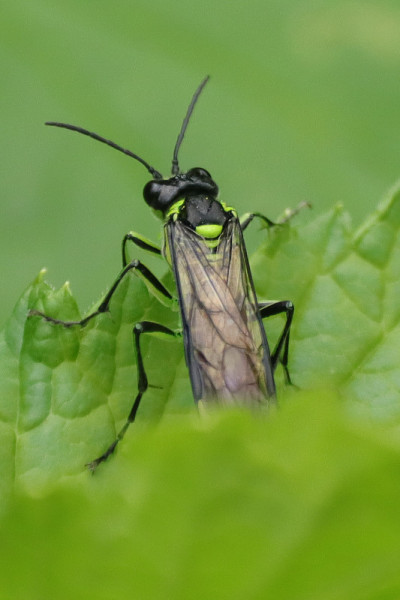 Tenthredo mesomela