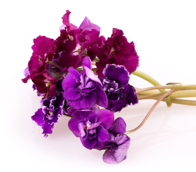 紫色的花