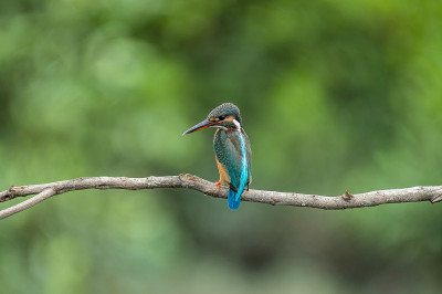 一只美丽的翠鸟(Alcedo atthis)栖息和休息