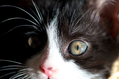 猫宝宝