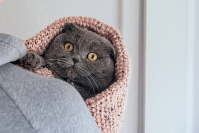 裹着毯子的苏格兰折耳猫