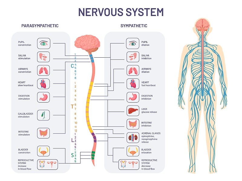 人类的神经系统。交感神经和副交感神经的解剖和功能。脊髓控制机体脏器向量图