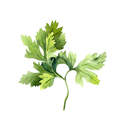 欧芹。水彩香料和香草