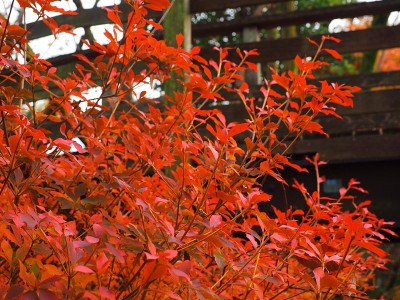 秋木桥，日本神奈川县伊田公园