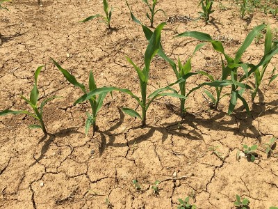 在一段时间的无雨之后，玉米(Zea mays)正在德国埃斯林根的一块地里生长。