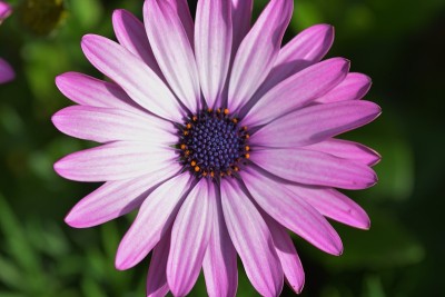 Osteospermum
