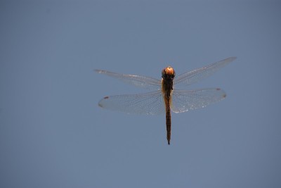 蜻蜓