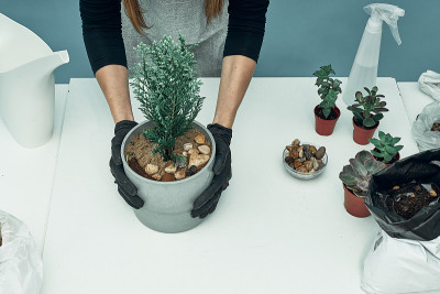 女孩在土和花盆里种室内植物和花。植物护理和保养。的爱好。