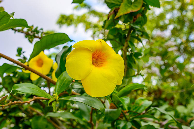 美丽的植被、树木、花卉、湖泊和池塘在著名的热带白鹭公园，三亚市。海南,中国。
