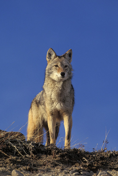 郊狼犬latrans，成年，蒙大拿