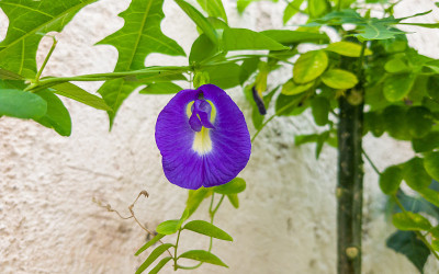 一些蝴蝶豆、蓝风铃草、蓝豌豆、cordofan pea (Clitoria ternatea)或印度