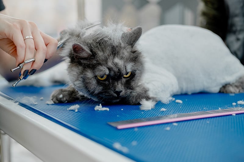 专业美容师在宠物美容院用剪刀剪毛茸茸的猫毛。