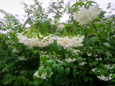 公园里的橙茉莉。