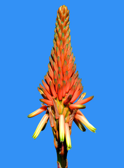 Aloe arborescens 'Compton'花头