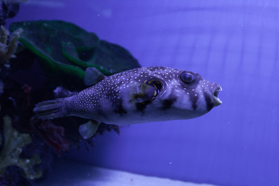 Puffer鱼。Arothron hispidus
