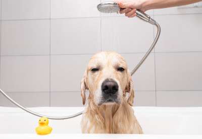 女孩用泡泡浴给狗洗澡。美容师用淋浴给他的金毛猎犬洗澡