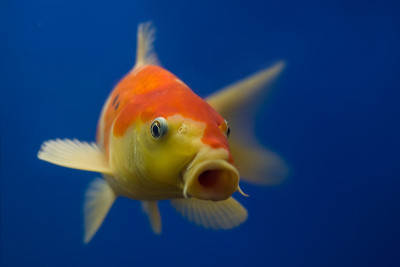 异国情调的热带珊瑚鱼环境水族馆