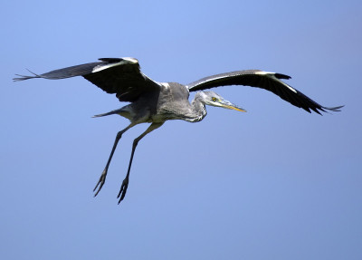 飞行中的苍鹭(Ardea cinerea)。