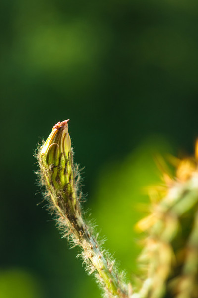 仙人掌棘芥，选择性聚焦，特写