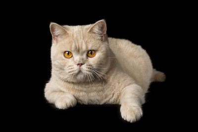 英国的猫