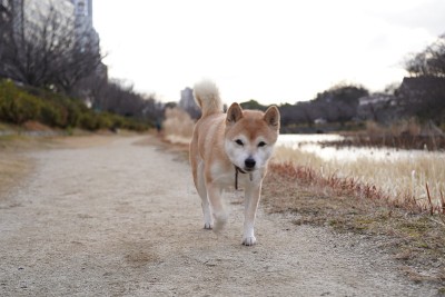 芝犬