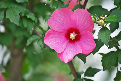 木槿