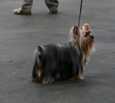的犬