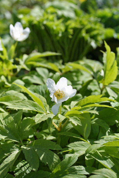 银莲花(木银莲花)在橡树林中开花