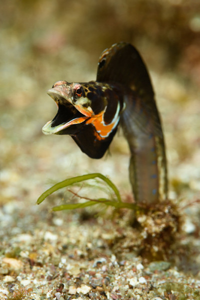Orangethroat Pikeblenny