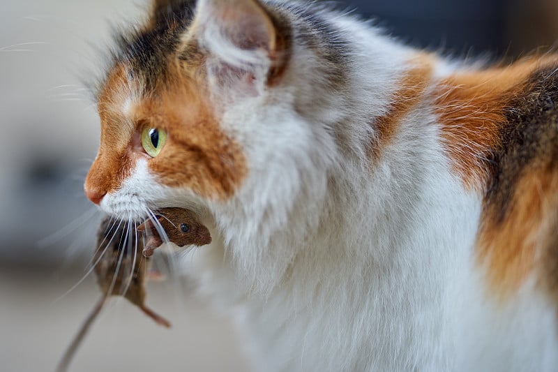 挪威森林猫与老鼠