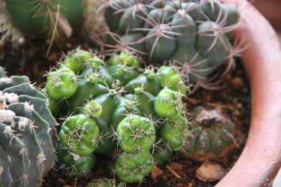 仙人掌和多肉植物在春天开花