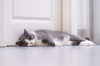 灰色英国短毛猫，室内