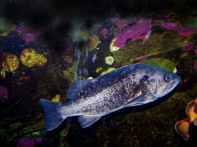 鱼在俄勒冈海岸水族馆在新港俄勒冈美国