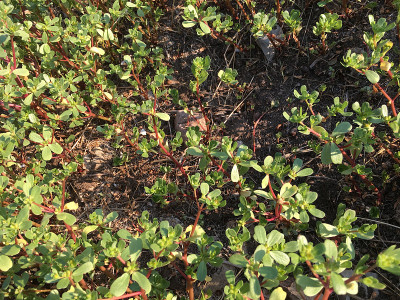 马齿苋背景分离
