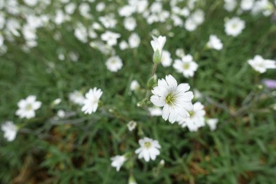 近景拍摄的白色花的Cerastium tomentosum在5月