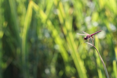 蜻蜓甲虫