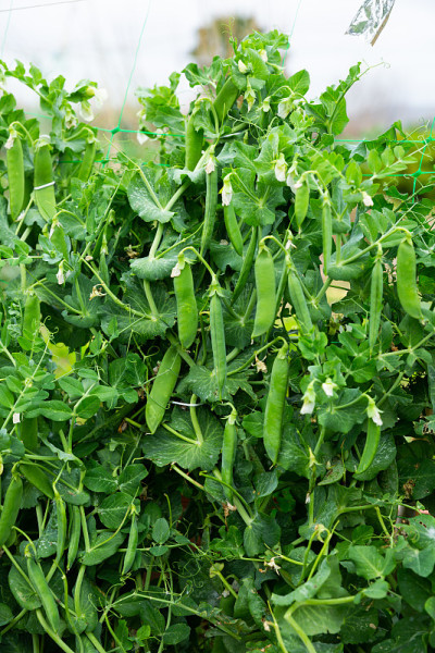 室外花园中种植的豌豆和大豆幼苗