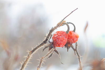 冬天灌木上的玫瑰果被雪覆盖