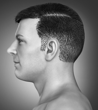 3d渲染医学上准确的男性头部解剖图
