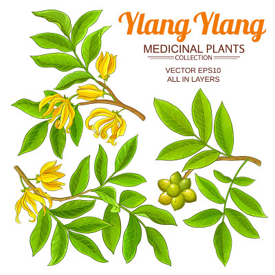 ylang ylang向量集