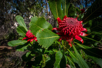 澳大利亚新南威尔士州的Waratah Flower