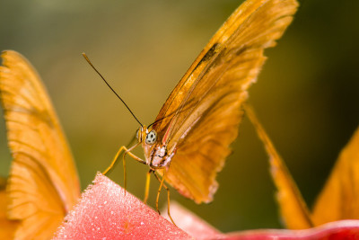 Dryas iulia, Julia butterfly