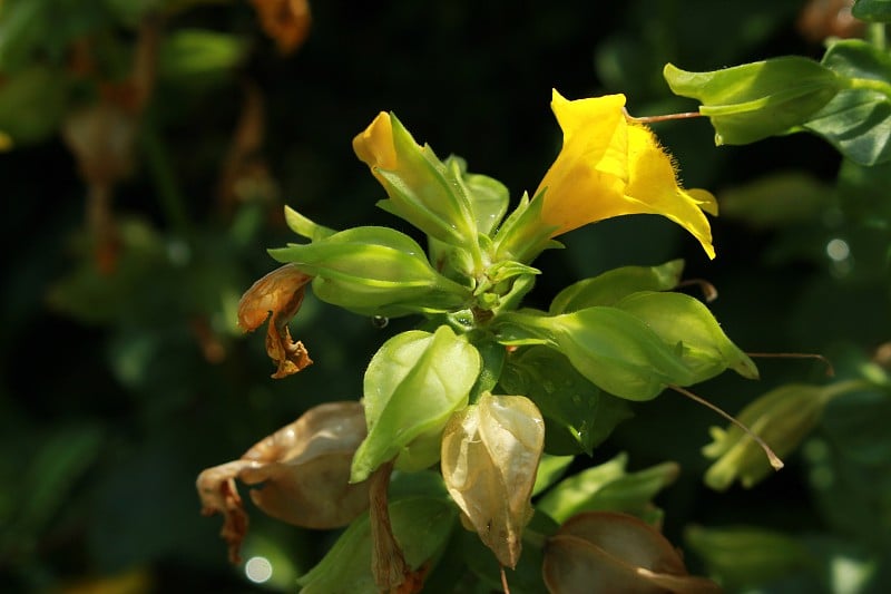 有红色斑点的黄色“猴”花-黄花