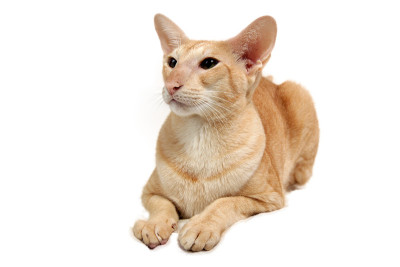 东方猫