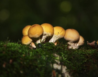利科珀顿皮里形式蘑菇