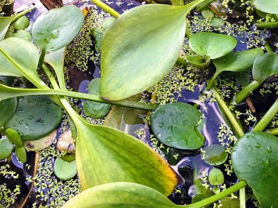 水生植物