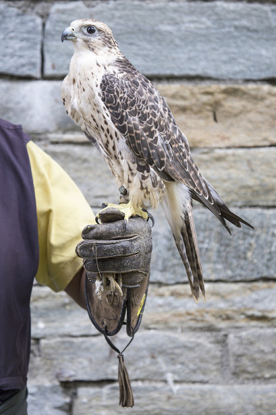 Falconer和saker falcon