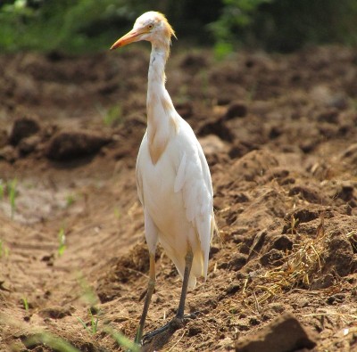 Crane bird